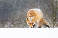 rode vos in de sneeuw van Pim Leijen thumbnail