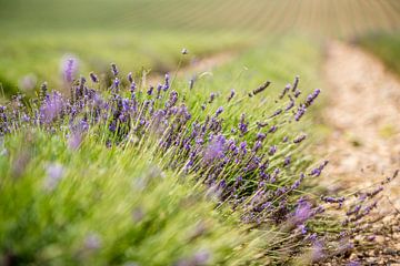 Lavender Field by Henk Verheyen