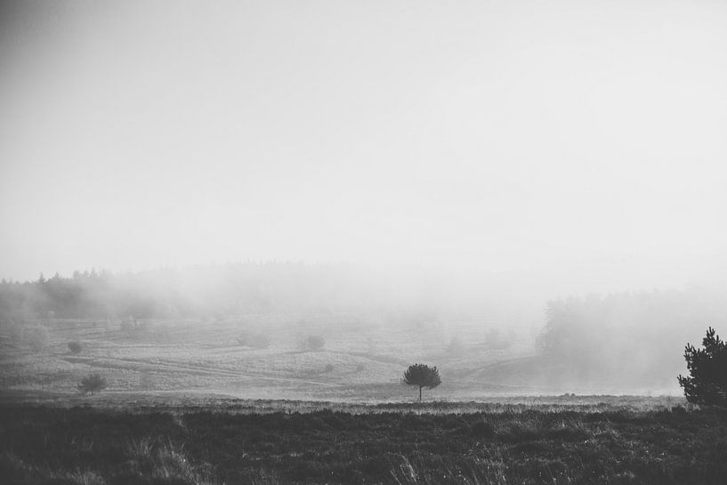 Hoge Veluwe van Linda Hutten