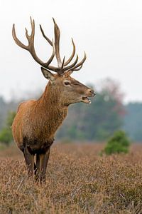 Cerf rouge sur Heiko Lehmann