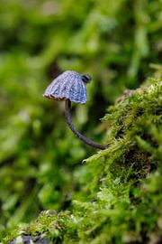 mushroom by ton vogels