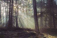 Zufällige Sonneneinstrahlung in einem nebligen Pinienwald. von Michel Roesink Miniaturansicht