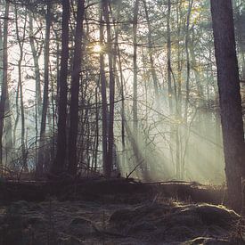 Zufällige Sonneneinstrahlung in einem nebligen Pinienwald. von Michel Roesink