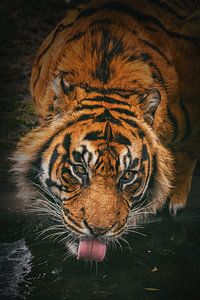 Un tigre de Sumatra boit de l'eau