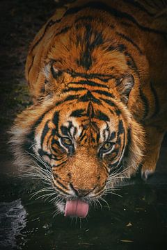 A Sumatran Tiger drinks water