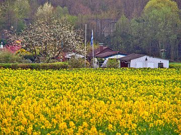 Bloeitijd van koolzaad