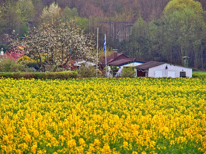 Bloeitijd van koolzaad van Edgar Schermaul