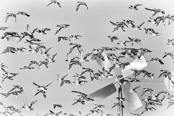 Schwarz-weiße Tauben von Dennis Schaefer