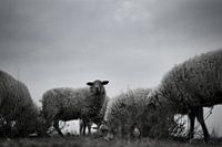 flock of sheep