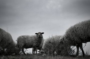 schapenkudde van Teun Gerritsen