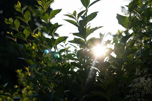 Le soleil bas brille magnifiquement à travers notre haie