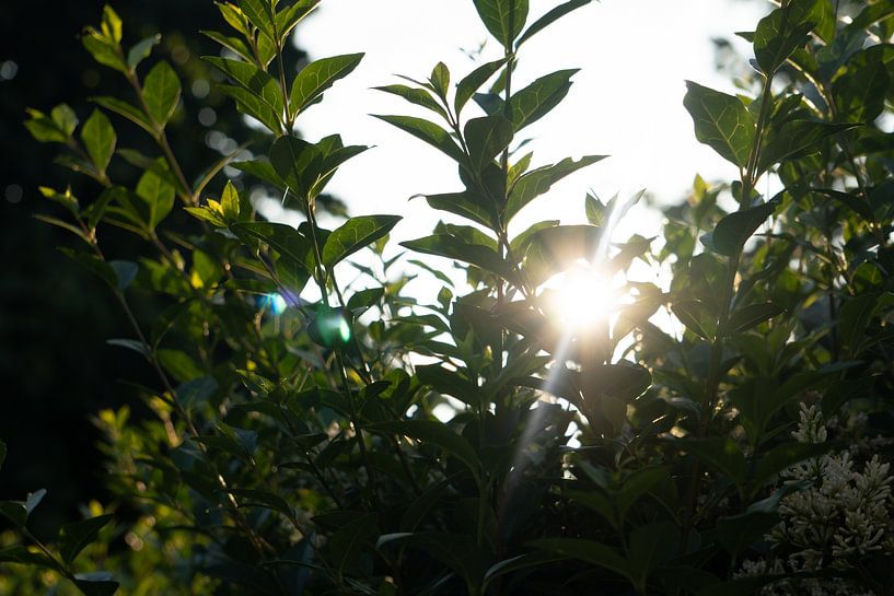 Tiefstehende Sonne, die schön durch unsere Hecke scheint von Pim Coenraads