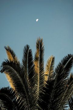 Palmblad onder Halve Maan Tropisch Contrast