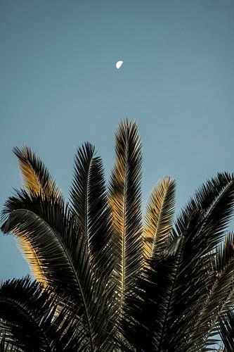 Palmblad onder Halve Maan Tropisch Contrast