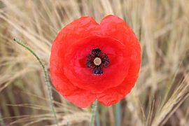 Rode papaver 1 van Helmut Martin - the art of stone - Steinkunst & Photographie
