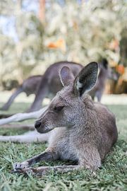 Lazy Kangaroo Afternoon