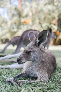 Lazy Kangaroo Afternoon van DsDuppenPhotography