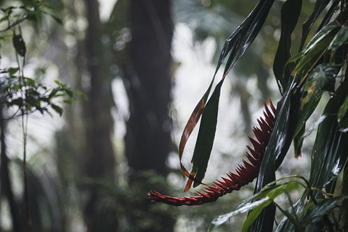 Monteverde Nebelwald – Das mystische Herz Costa Ricas