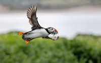 Nourriture pour les Puffling par Claudia van Zanten Aperçu