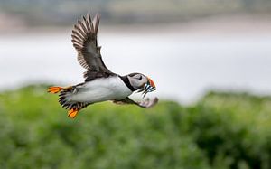 Nourriture pour les Puffling