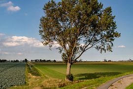 Boom in Hollandse polder