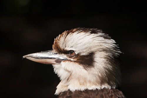 Portret kookaburra