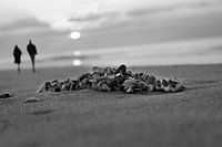 Going to the sunset together, in black and white.