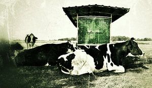 cow von Art Berkelland