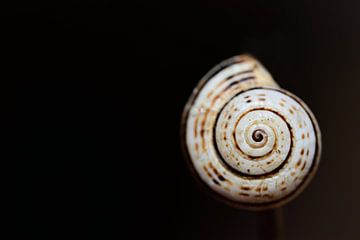 snail shell by Ulrike Leone