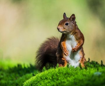 Cute Squirrel by Ard te Kloeze
