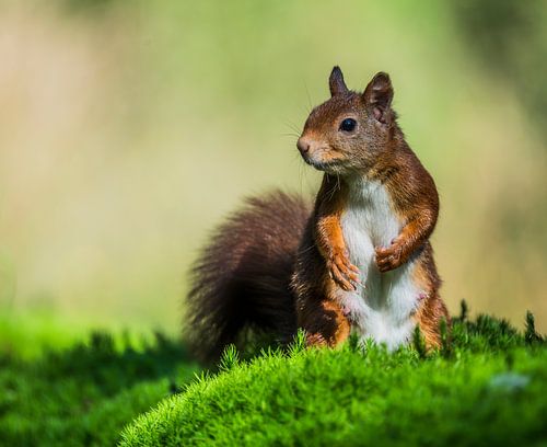 Niedliches Eichhörnchen