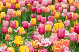 Flower field in the Floriade, the Netherlands
