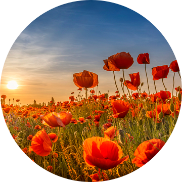 Klaprozen in de zonsondergang