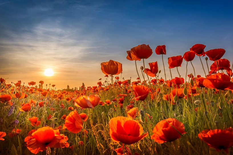 Mohn im Sonnenuntergang von Melanie Viola