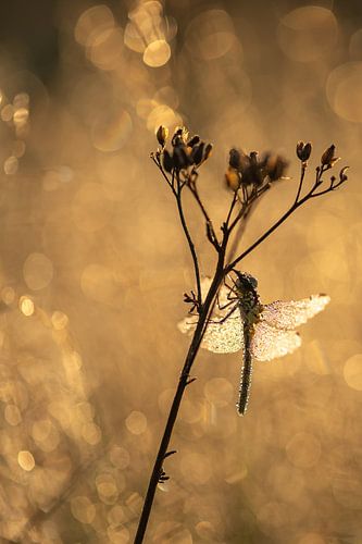 dragonfly in the early morning light