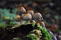 Paddestoelen / Mushrooms von Henk de Boer Miniaturansicht
