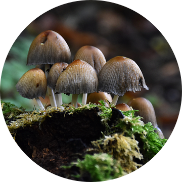 Paddestoelen / Mushrooms van Henk de Boer