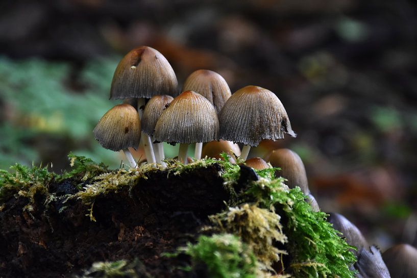 Paddestoelen / Mushrooms von Henk de Boer