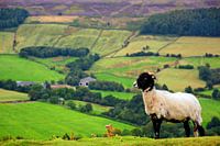 View at the Rosedale Chimney Bank