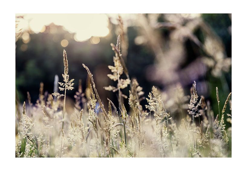 Dans le rétro-éclairage tardif, les tiges d'herbe se baignent par Hans de Waay