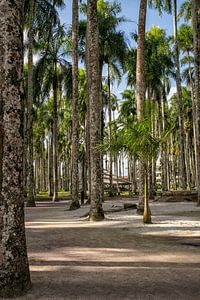 Palmengarten in Paramaribo
