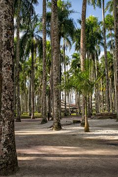 Jardin de palmiers à Paramaribo sur Patricia Hofmeester