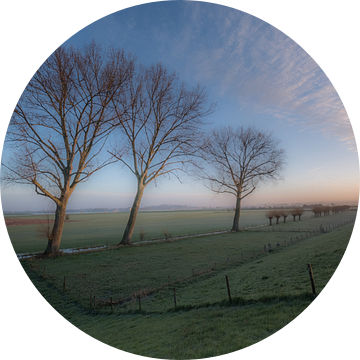 Bomen in weiland van Moetwil en van Dijk - Fotografie