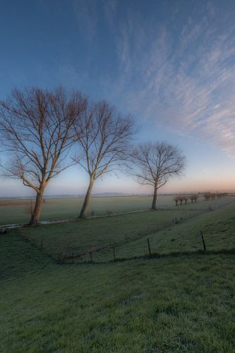 Bomen in weiland