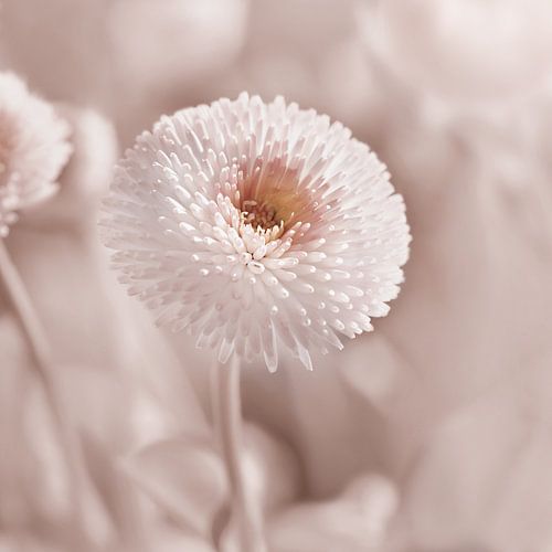 Bellis