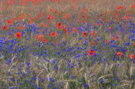 De belles fleurs  par René Pronk Aperçu