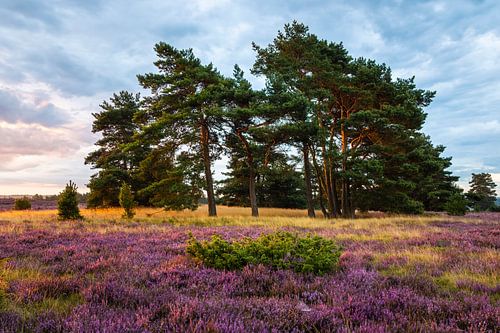 August morning in the Lüneburg Heath by Daniela Beyer