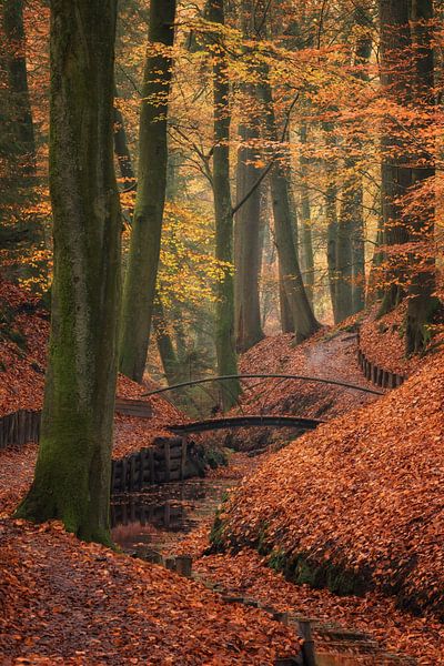 Beekhuizen estate on a beautiful autumn morning by Moetwil en van Dijk - Fotografie