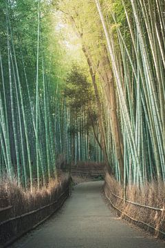 Bamboe bos van Sem Viersen