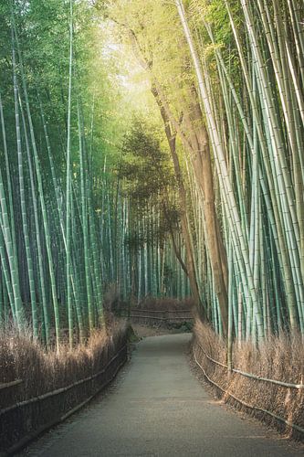 Bamboo forest